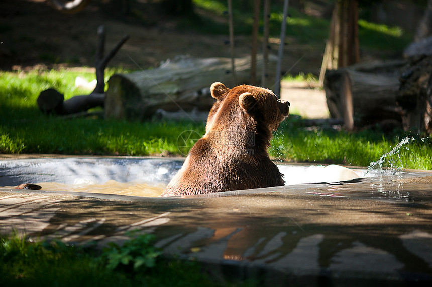 棕熊在大自然上食肉摄影力量毛皮哺乳动物森林领土动物危险鼻子图片