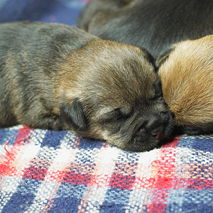 小狗边境Terrier哺乳动物家畜动物人像犬种睡眠猎犬动物群宠物品种背景图片