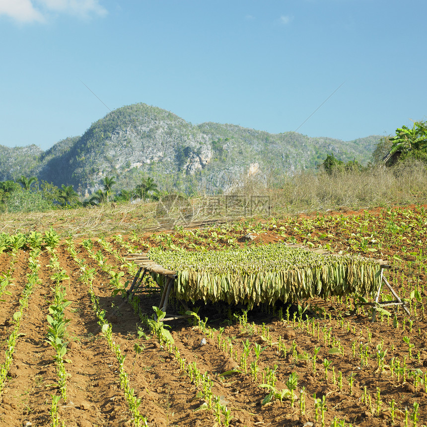 烟草收获 古巴比那尔德里奥省烟草业农村树叶外观种植园农业位置国家收成乡村图片