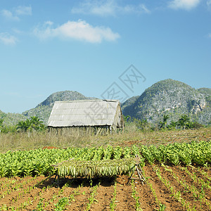 烟草业西印度群岛乡村的高清图片