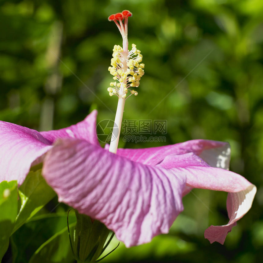 古巴比那尔德里奥省植物群植物学香味气味植被花朵外观花瓣植物花园图片