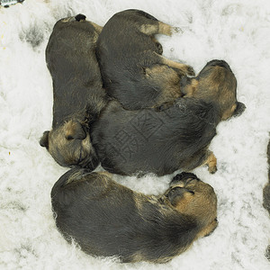 小狗边境边角内饰品种小动物猎犬动物动物群哺乳动物家畜宠物动物学背景图片