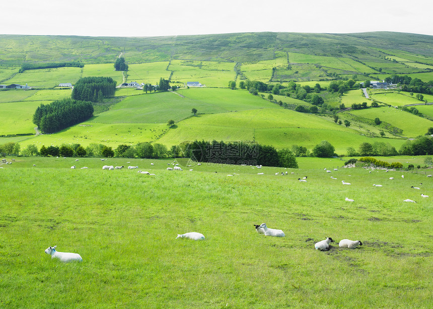 北爱尔兰蒂罗内县Sperrin山海角山脉畜牧业绵羊世界羊群农场家畜孤独外观图片