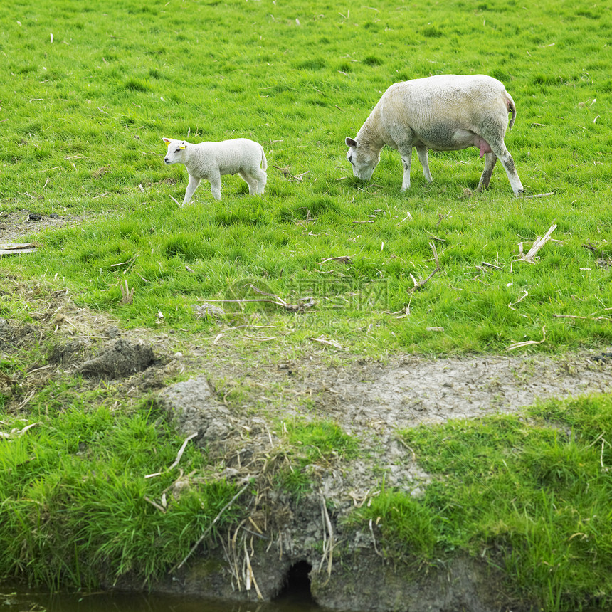 荷兰 带羊羔的绵羊图片