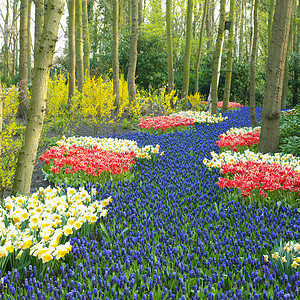 Keukenhof花园 荷兰里塞外观花园植物学植物植物群配菜公园紫色园艺水仙背景