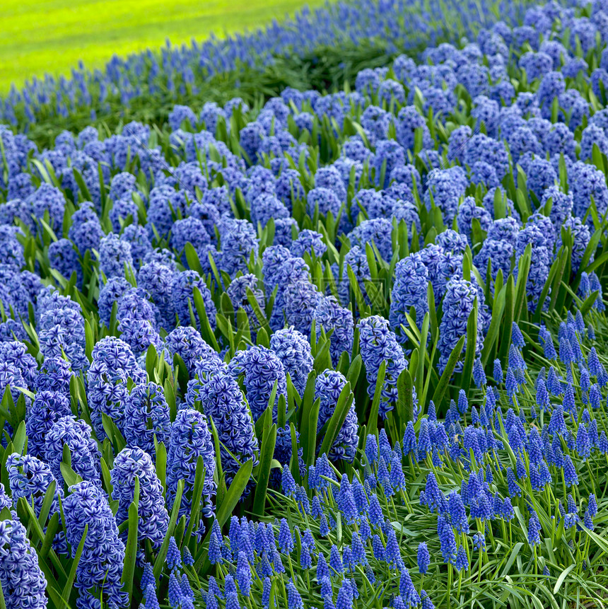 Keukenhof花园 荷兰里塞公园位置世界植被植物群园艺植物花园表面蓝色图片