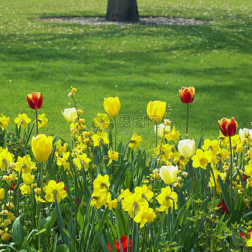 Keukenhof花园 荷兰里塞公园植被植物黄色水仙红色花园水仙花园艺利瑟图片