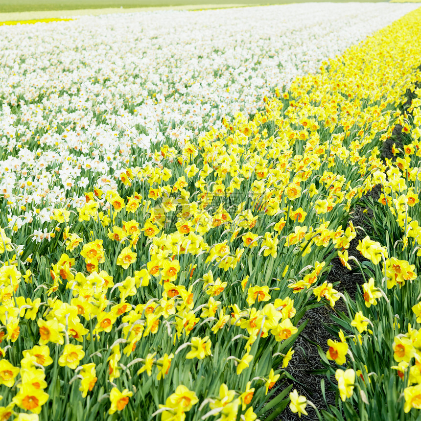 荷兰河水田 荷兰植物学园艺表面外观植物世界水仙花季节花朵场地图片