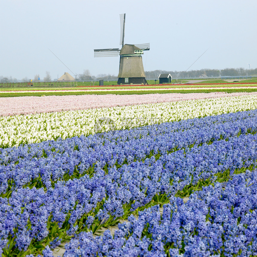 尼歇尔州附近带有Hyacinth田地的风车花朵场地国家园艺植被植物学旅行紫色蓝色农村图片