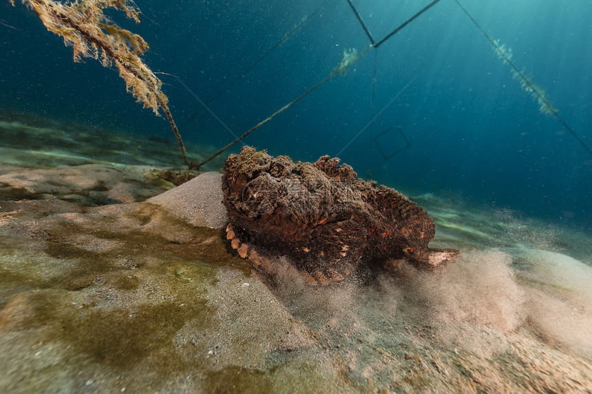 红海的石条鱼共环礁天堂海景潜水阳光海洋太阳光情调石头场景蓝色图片