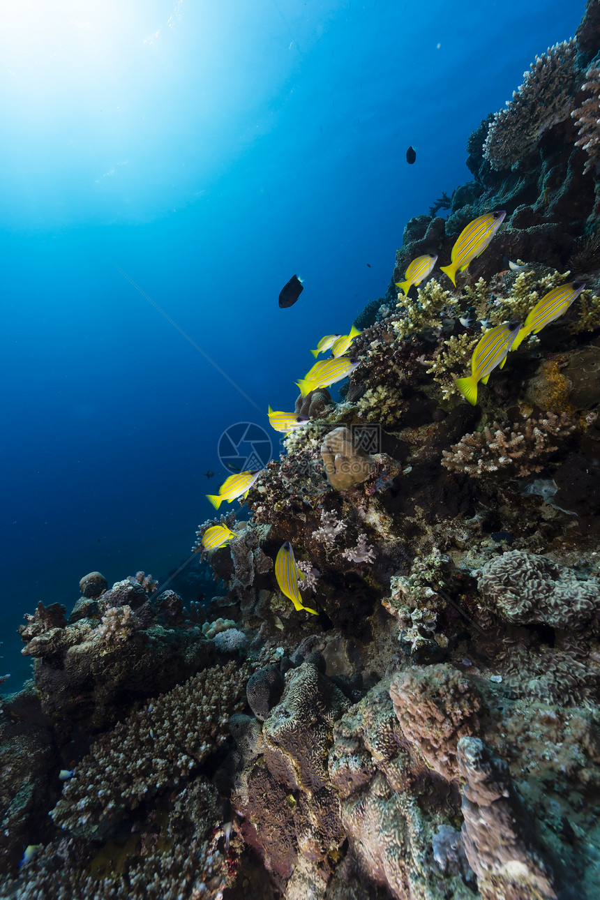 红海热带水域的蓝色条纹鱼生活海景天堂鲷鱼射线潜水笛鲷阳光盐水珊瑚图片