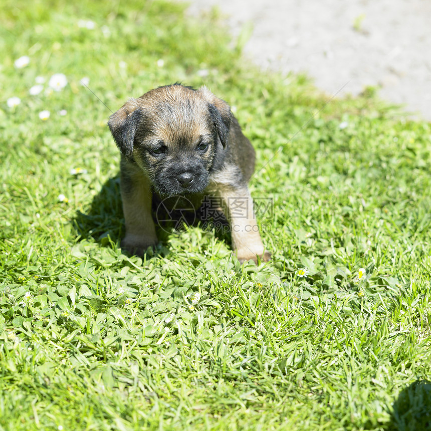 小狗边境Terrier品种宠物家畜犬种草地动物学猎犬动物群外观动物图片