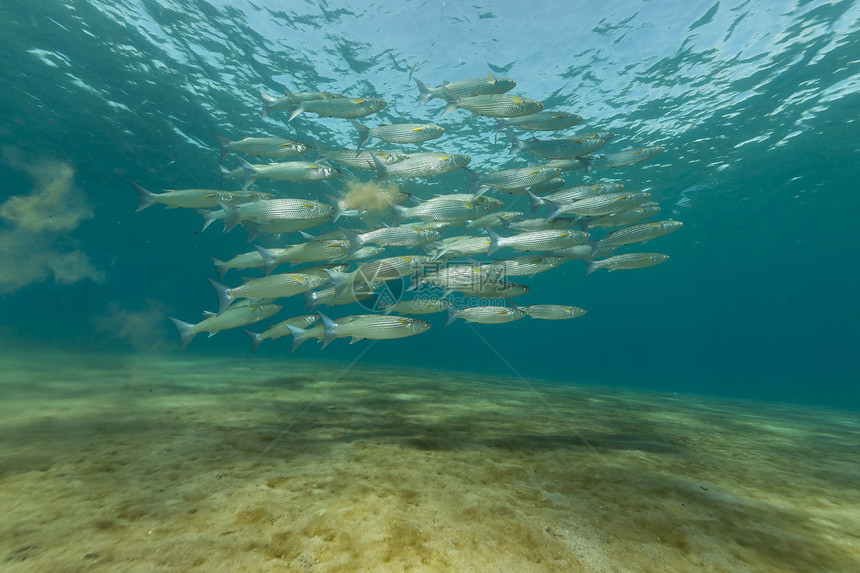 红海的crenilabis情调天堂太阳射线海洋鲻鱼太阳光盐水珊瑚蓝色图片