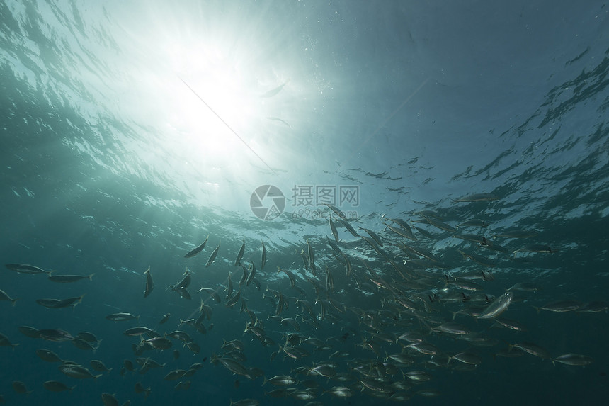 红海的竹鱼被剥光了天堂太阳光蓝色潜水鲭鱼太阳场景海洋异国射线图片