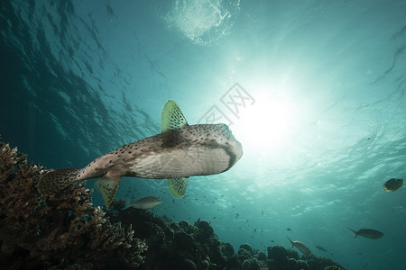 豪猪鱼红海的猪虾鱼蓝色太阳盐水阳光珊瑚热带海洋海景异国场景背景