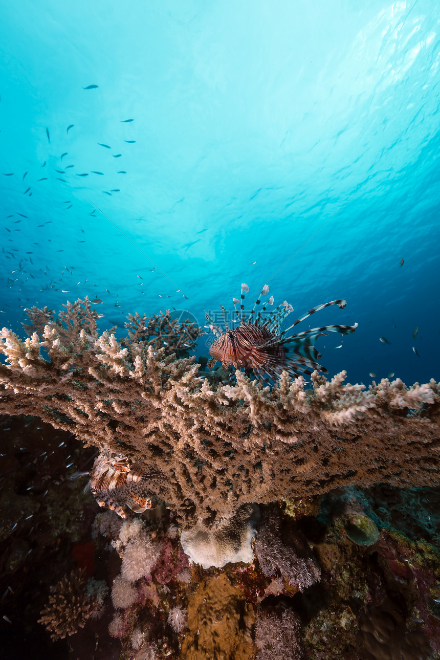 红海的珊瑚上方有狮子鱼盐水异国海洋太阳太阳光潜水海景阳光场景生活图片