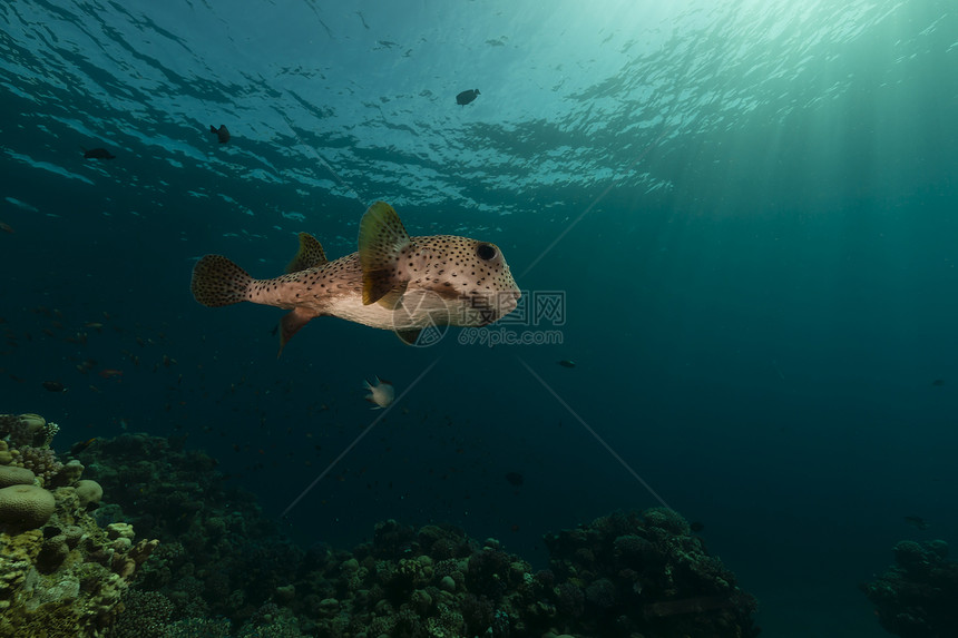 红海的豪猪鱼植物海洋潜水生活阳光太阳光射线情调蓝色场景图片