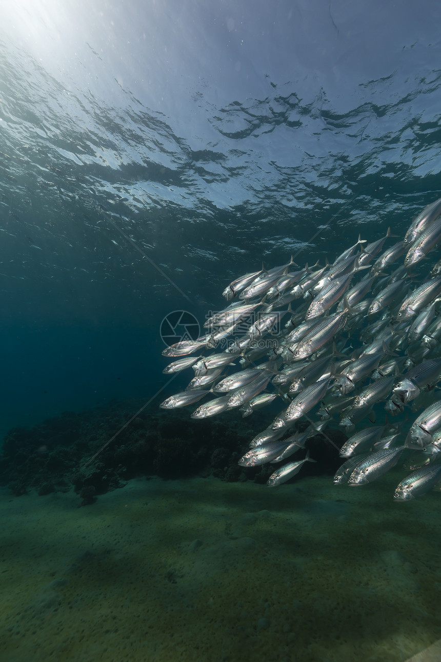红海的竹鱼喂食被剥光了阳光珊瑚场景情调生活条纹热带射线海景潜水图片