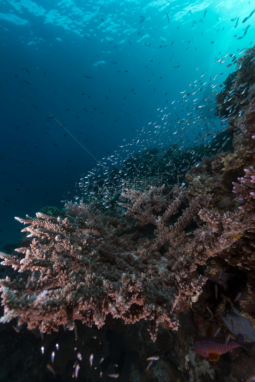 红海热带水域和珊瑚图片