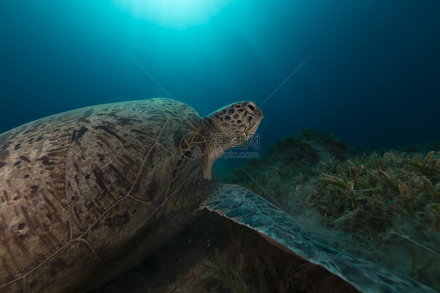 红海的绿龟珊瑚生活海景热带海洋阳光场景蓝色异国太阳光图片