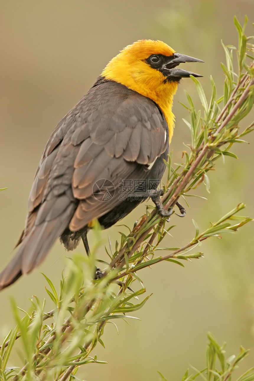 黄头黑鸟男性黄色歌曲动物黑色荒野图片
