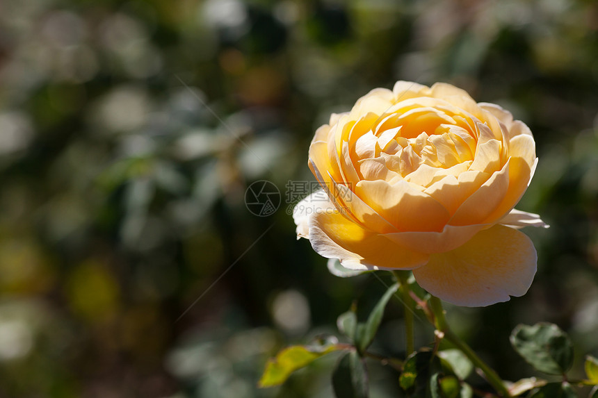 园圃中美丽的玫瑰的本色叶子花园绿色脆弱性水平框架花瓣订婚宏观摄影图片