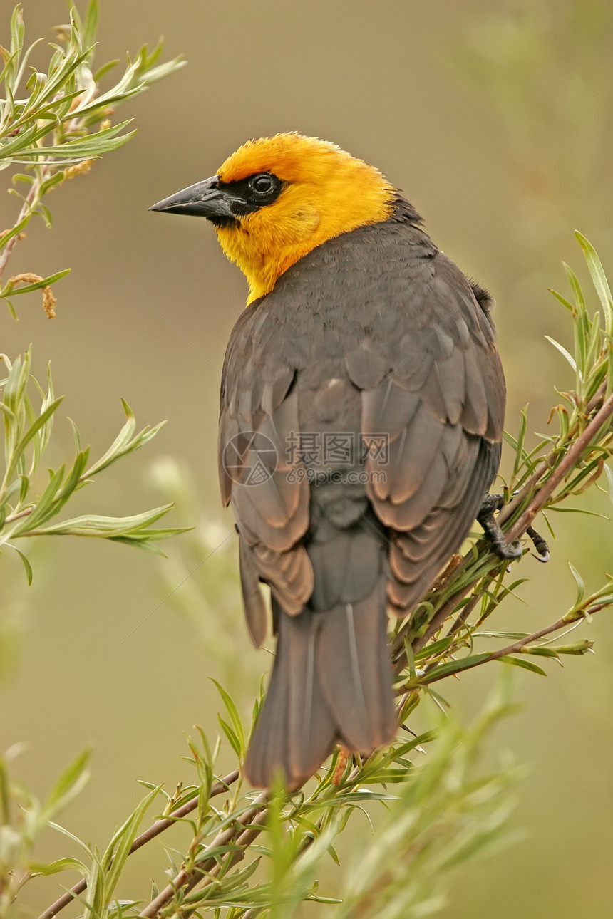 黄头黑鸟男性歌曲黑色动物荒野黄色图片