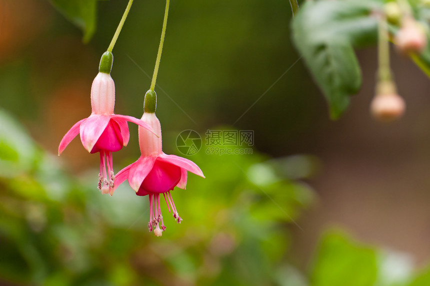 费夏语Name花瓣园艺植物学叶子异国季节花园紫红色树叶美丽图片