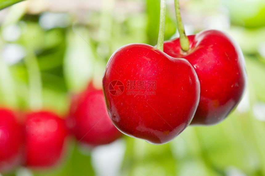 生态樱桃维生素甜点植物饮食水果季节素食食物农业浆果图片