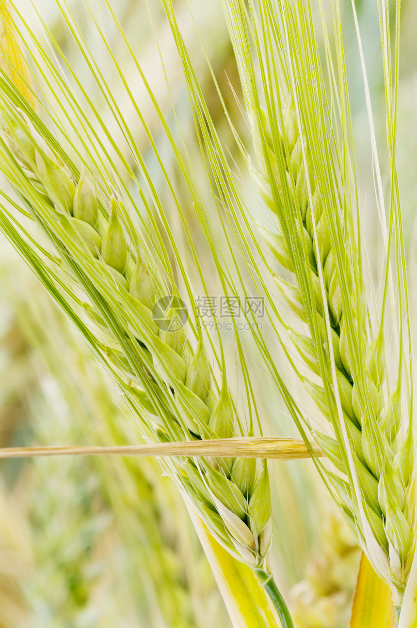 谷物猛涨季节植物种子尖刺商业小麦绿色粮食种植收获图片