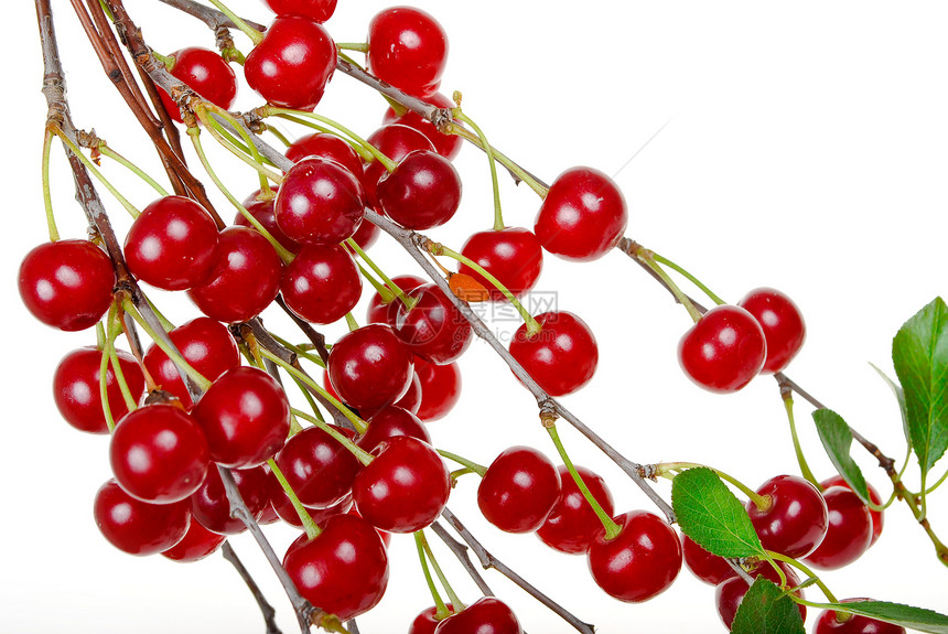 成熟樱桃分支食物绿色浆果红色水果叶子甜点白色枝条生长图片