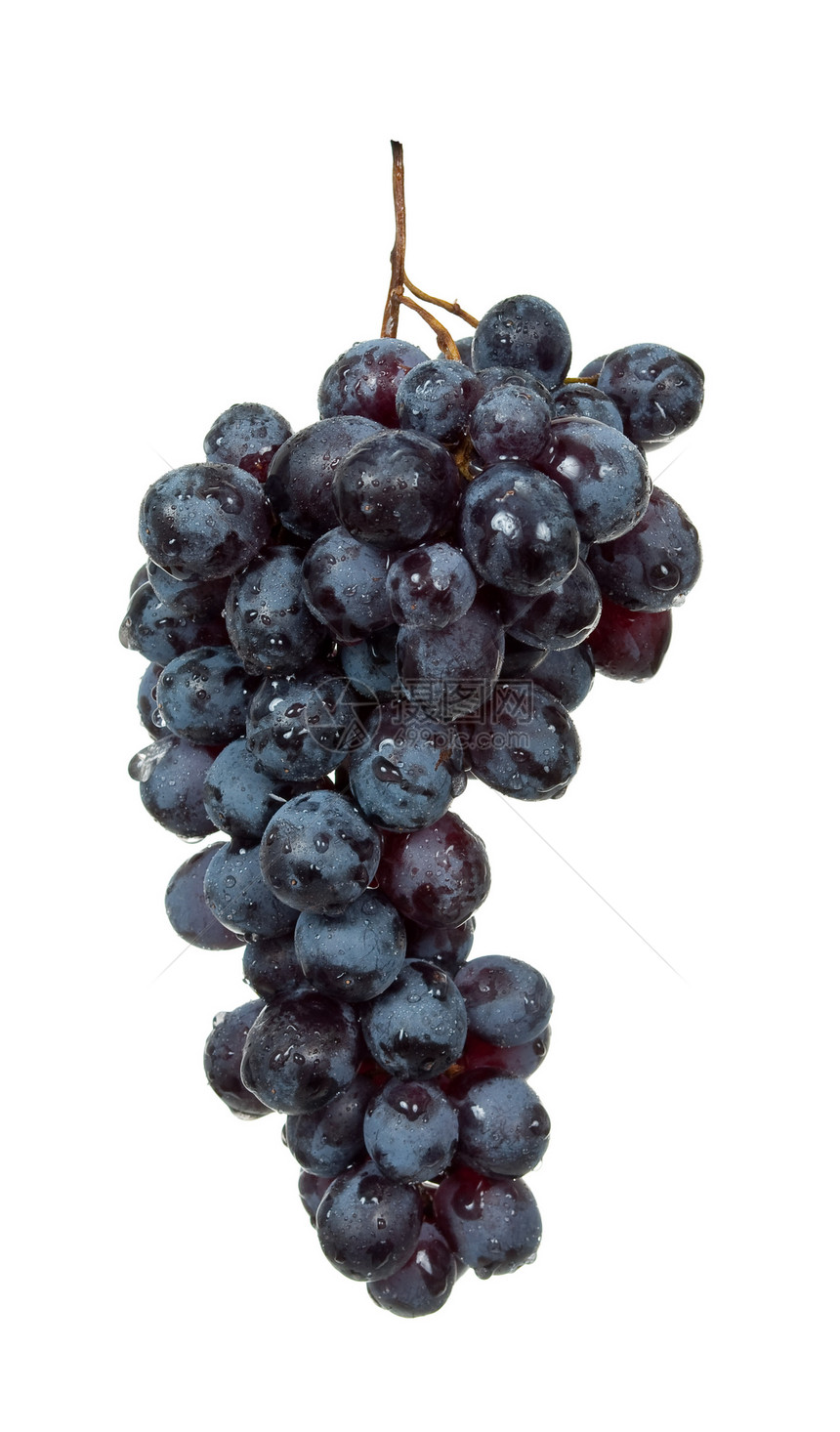 黑葡萄圆圈黑色曲线食物甜点水果植物枝条浆果白色图片