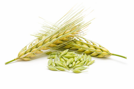 谷粒小麦种子季节植物季节性种植收获燕麦尖刺绿色背景图片