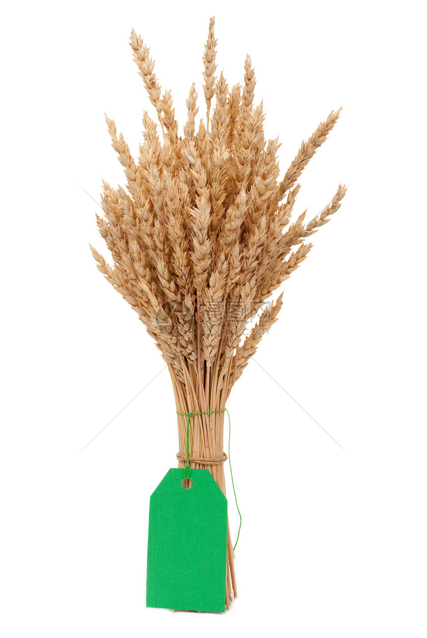 小麦耳朵和绿标签生长种子场地食物尖刺稻草农民价格培育农场图片