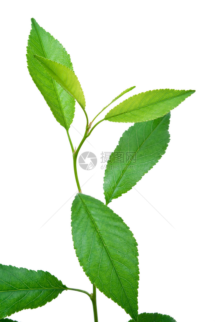 青春樱桃枝条季节性绿色植被草本植物植物群白色叶子棕色季节图片