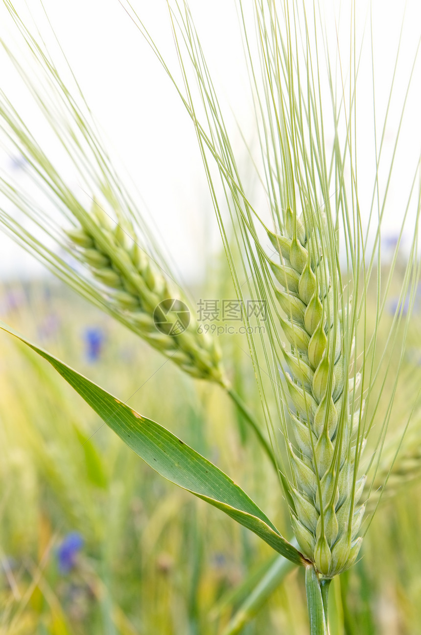 谷物猛涨种植季节小麦季节性植物商业种子绿色尖刺燕麦图片