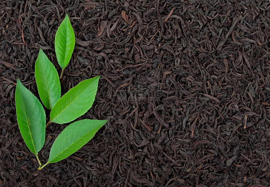 含叶叶的黑茶单宁健康文化白毫药品草本植物草本水果白色黑色图片