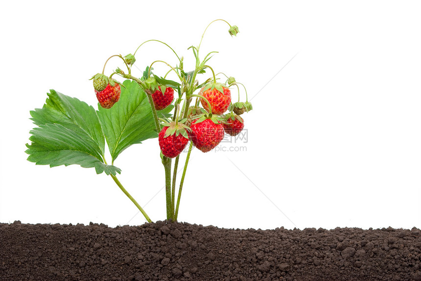 从土壤中种植的草莓农场叶子宏观收成场地荒野营养花园植物浆果图片
