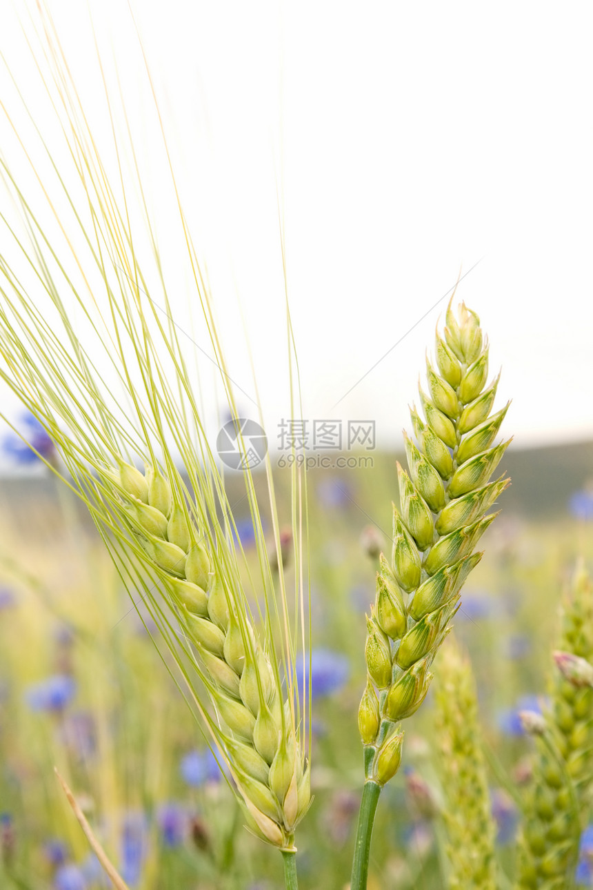 谷物猛涨种子绿色商业粮食植物收获季节性小麦尖刺种植图片