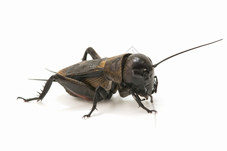 板球的宏宏观唱歌蟋蟀卫星昆虫野生动物脊椎动物臭虫直翅目背景图片