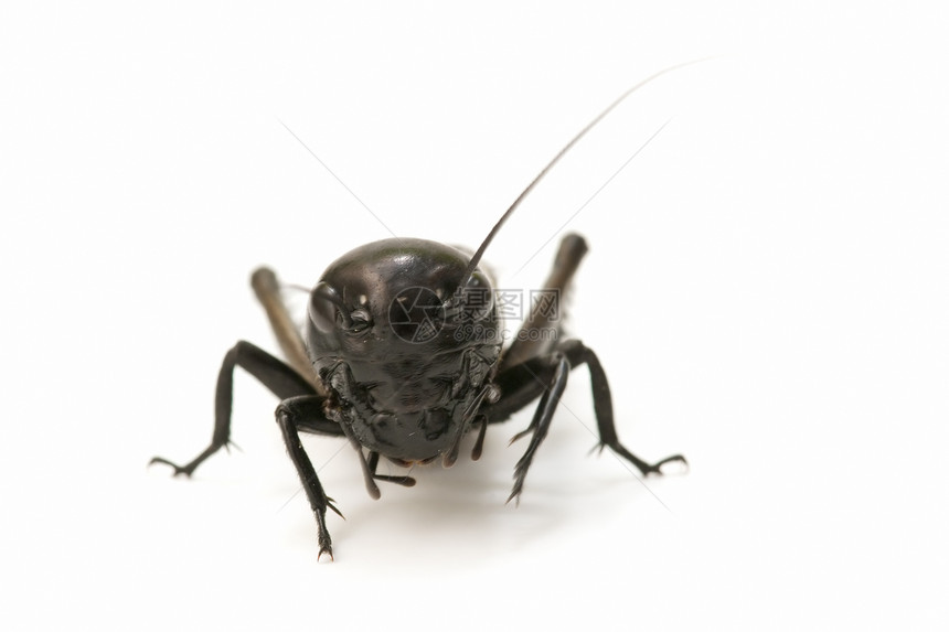 板球的宏脊椎动物蟋蟀臭虫野生动物宏观直翅目卫星昆虫唱歌图片