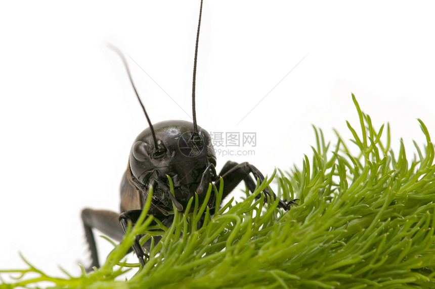 板球的宏臭虫直翅目野生动物唱歌蟋蟀卫星宏观脊椎动物昆虫图片