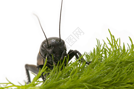 板球的宏臭虫直翅目野生动物唱歌蟋蟀卫星宏观脊椎动物昆虫背景图片