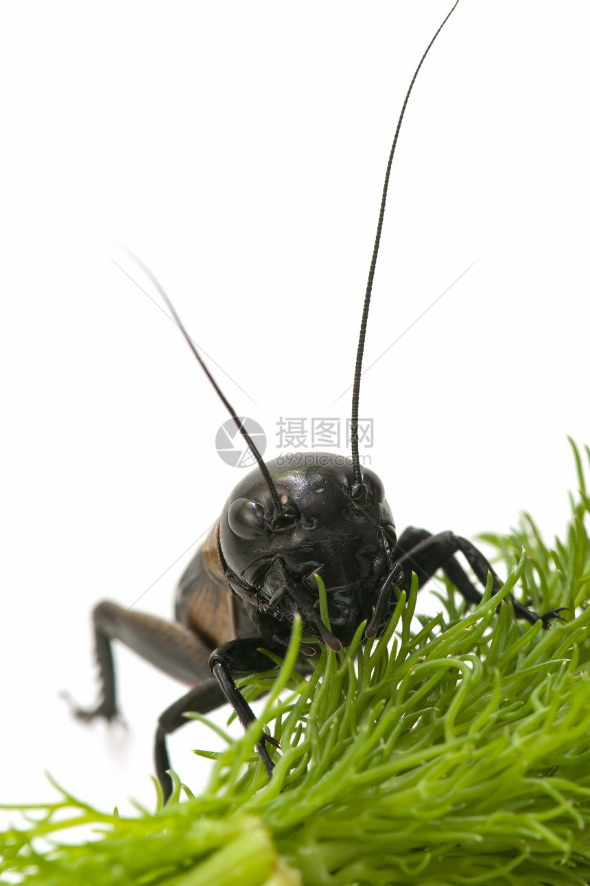 板球的宏臭虫直翅目宏观蟋蟀昆虫唱歌卫星脊椎动物野生动物图片