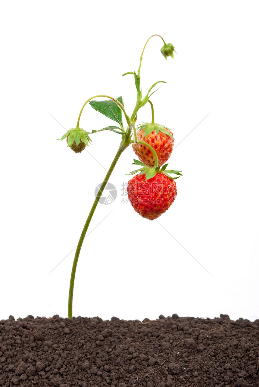 从土壤中种植的草莓甜点季节场地饮食食物花园宏观浆果收成叶子图片