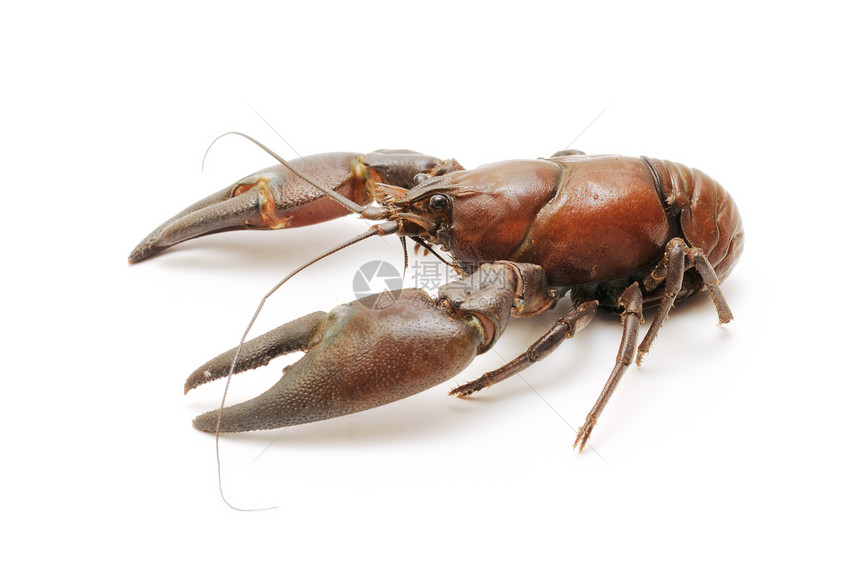 河螃蟹贝类食物钓鱼龙虾甲壳镊子动物产品白色动物群图片
