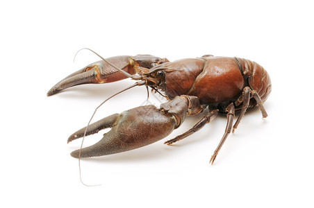 河螃蟹贝类食物钓鱼龙虾甲壳镊子动物产品白色动物群背景图片