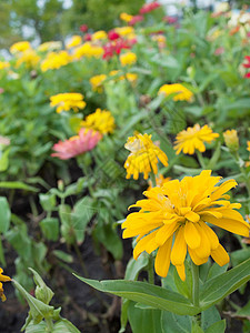 辛尼亚花风格装饰雌蕊生态生长环境花瓣花园场地热带高清图片