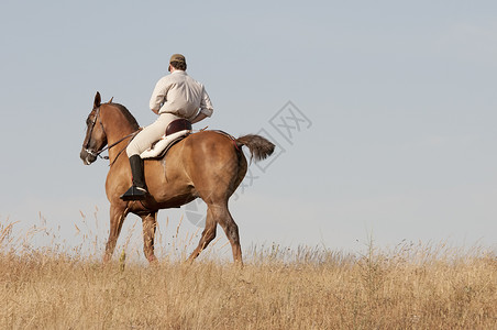 骑马者和他的马哺乳动物野马舞步白色马匹黑色尾巴骑师男性背景图片