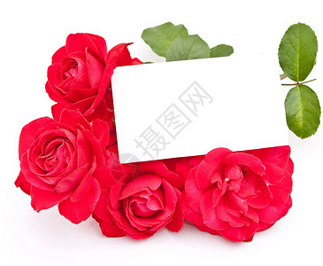 红玫瑰加卡片背景图片